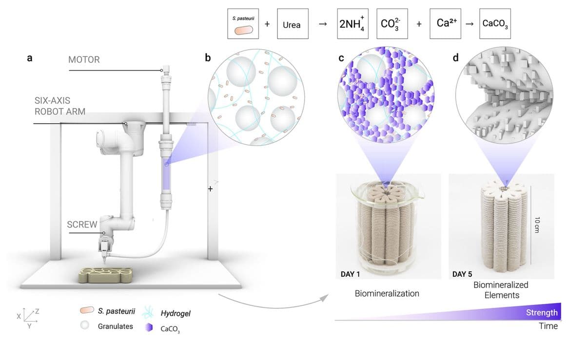 ETH Zurich folosește bacterii pentru a consolida structuri din nisip imprimate 3D